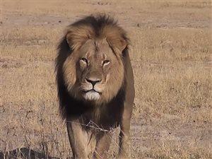 150727_wn8eq_cecil-lion-zimbabwe_g